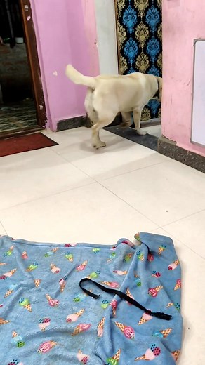 Pattu ma sapputriya Chellam #loveislover #doggoe #doglifestyle #dogtraine #petstyle #love #dogtraining #loveislov #dogsofinstagram #dog | priya manova