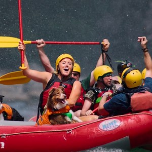 13K views · 35 reactions | The perfect antidote to 2020: DOGS DOING THINGS. The Pack is coming November 20th. | Amazon Prime Video | Facebook