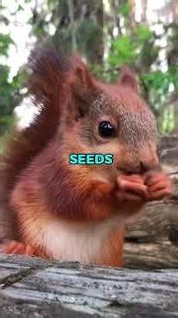 Would a Squirrel Make a Good Pet? 🤔 #squirrel #petrating #animalfacts #animalreview