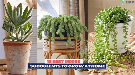 Indoor succulents 12 best varieties for your home