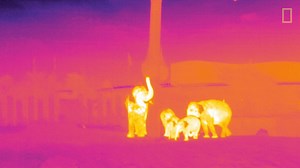 Can drones deployed in the night sky protect wildlife from poachers? | National Geographic TV