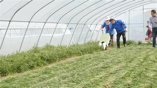 Small Leek Harvesting Machine Portable Handheld Leek Harvester Wheeled Leek Harvesting Machine