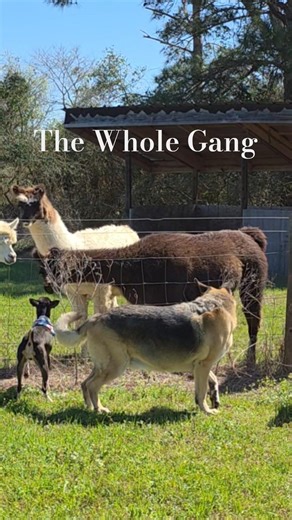 The dogs, llamas, alpaca & donkeys hanging out. #farmlife