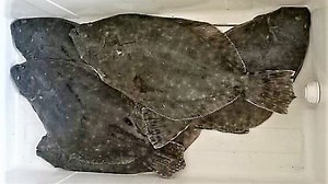 Fishing forecast: It's time for flounder