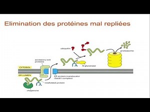 Modification post-traductionnelles dans le réticulum et l’appareil de Golgi