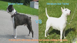 Boston Terrier vs. Miniature Bull Terrier: A Breed Comparison