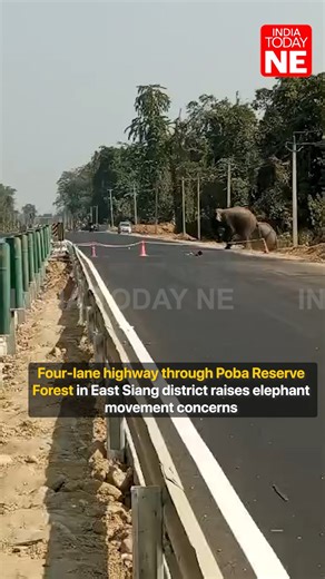 India Today NE on Instagram: "The four-lane highway expansion cutting through the Poba Reserve Forest between Ruksin and Oyan in East Siang district has sparked serious concerns, as the project lacks provisions for wild elephant corridors. The expansion has disrupted traditional migratory routes, causing significant hardship for elephants and other wildlife, while also heightening the risk of human animal conflict in East Siang district. Conservationists warn that the absence of mitigation measu
