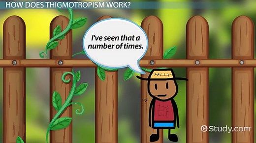 Thigmotropism | Definition, Factors & Examples