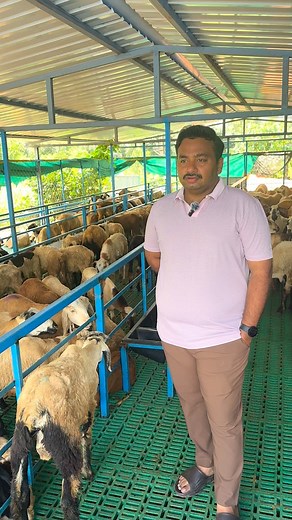217K views · 13K reactions | For quality sheep kids contact 9493303333 location Tirupati , AP #sheep #sheepfarming #themodernshephard #goatfarming #goat #training #itsmytirupati #tirupati #tirupathi #itsmytirupati❤️ | Sri Mahadev sheep and goat farm , Tirupati | Facebook