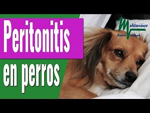 PERITONITIS EN PERROS/CAUSAS, SOSPECHAS, TRATAMIENTO...