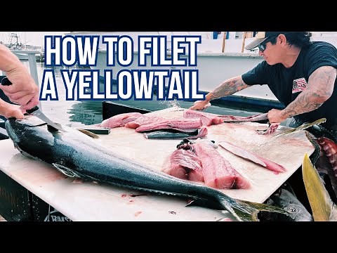 Learn how to easily filet a Yellowtail!