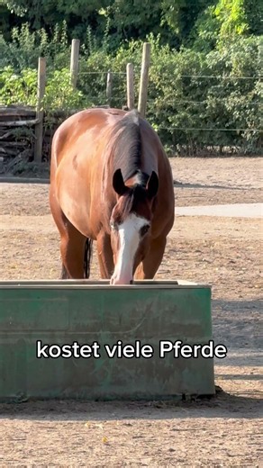 Die falsche erste Frage kostet viele Pferde wertvolle Zeit.