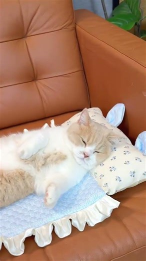 My cat loves this from DHgate #dhgate