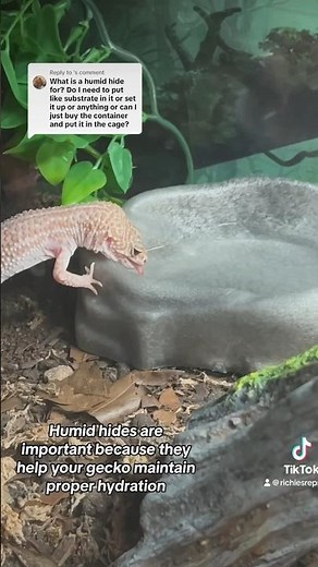 Why Leopard Geckos NEED a Humid Hide
