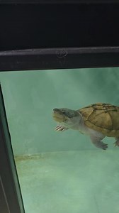 godzilla the giant Mexican musk turtle #turtle #fish | Ohio Fish Rescue