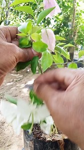 1.2K views · 290 reactions | add color to bangkok bougainvillea flowers #graftingtecnique #bonsai #fblifestyle #plant #bugenvilinport | Entis Sutisna | Facebook