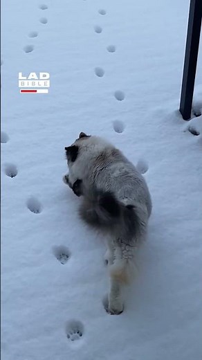 My youngest cat has a slightly different approach to the snow 🤣 (🎥: ViralHog)