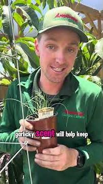 Remove These Before Planting Tomatoes #gardening #tomatoes #gardentips