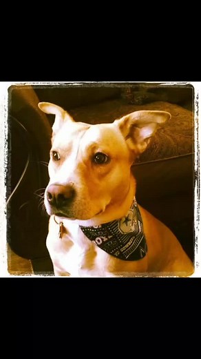 To say this post is one of the hardest to do is an understatement. Last year it was hard for my family to lose 2 grandparents within a few months of each other was really hard. But losing your best friend is so hard. It is with a broken heart to be writing this but yesterday after a hard loss at football we came home and had to make the hardest decision as a family ever. Emma collapsed and she could get up. That didn't stop he from wagging her tail and saying good bye. We knew this day was comin