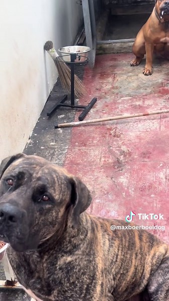 Dogs Testing Food: Max and Tilda's Sweet Reaction