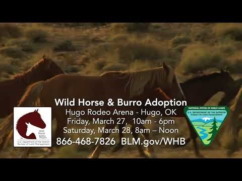BLM - Wild Horse Auction 3-2026
