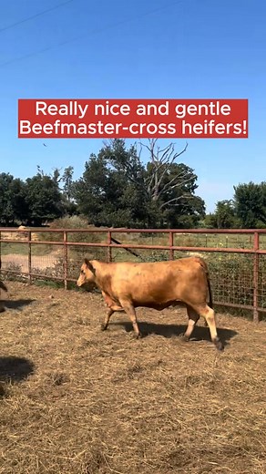 5 head of Beefmaster-cross heifers. These ladies are VERY nice and gentle! They’re bred 5-7 months, and have been completely worked. All you have to do is turn them out. They’re $3,850/each, and shipping is available! Vaccinations/deworming includes: 6 5 virus shield, Calvary nine, MultiMin, Safeguard drench wormer, Ivermectin, and Brute fly spray. Pregnancy has been confirmed via ultrasound. Call or text Bubba @ 903-388-4472 for Para Español, llame o envíe un mensaje de texto a Ricardo al 903-2