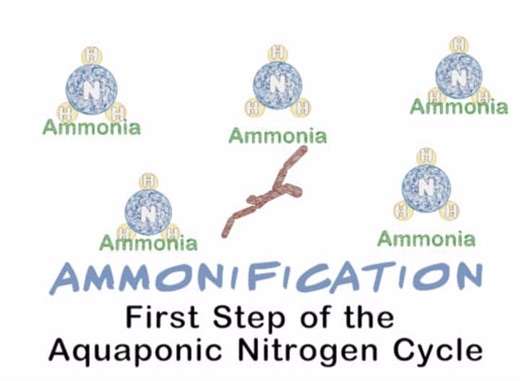 Aquaponics MIcrolearning Module - D. A. Robinson