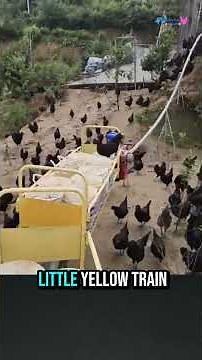 Mountain Chickens & The Mini Feed Train — Genius Farm Setup You Have to See! 🐔⛰️ #freerangechickens