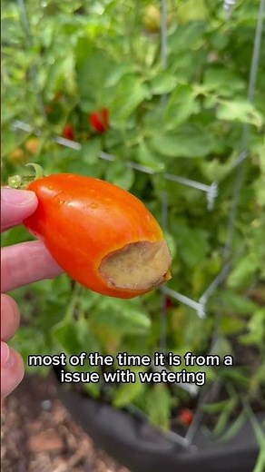Blossom End Rot on Tomatoes! Causes & How to Fix