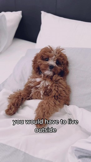 *stares in luxury* 🐾 #cavapoo #cavapoos #cavapoopuppy #cavapoosoftheworld #cavapoosoftiktok #cavoodle #cavoodles #cavoodlelove #cavoodlesofperth #cavoodlepuppy #dog #dogs #dogslife #dogsoftiktokviral #dogsoftiktok #dogoftheday #furbabies #puppy #puppyoftheday #puppydog #puppies #puppylove #tiktokdogs #dogphotography #puppygram #cutedog #doginbed