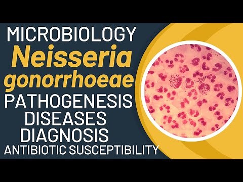 Neisseria gonorrhoeae pathogenesis | Gonorrhoea pathogenesis and microbiology