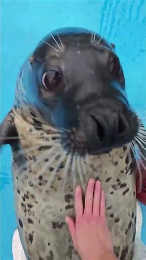 Seals that can play clappers #sealife #sealovers #animals #funny #funnyvideos #cute