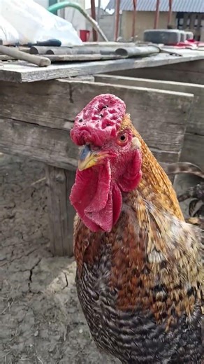 800 de ab nu pot sa credd