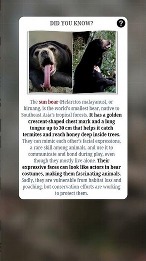 Sun Bears: The Tiny Bears with Big Expressions 🐻✨| #fact #facts #shorts