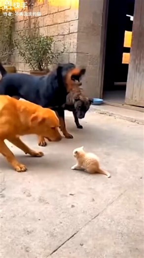 Funny Dogs Afraid of Cats 😱 | Hilarious Reactions #funny #dog #shorts