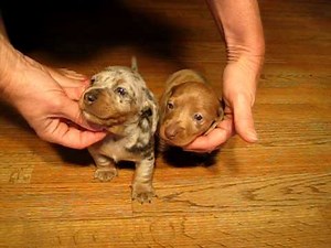 AVAILABLE Dapple Dachshunds Puppies for sale in california