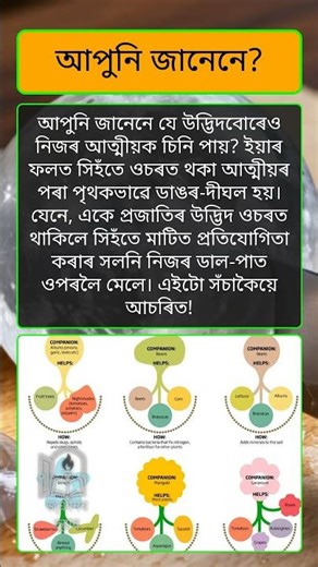 উদ্ভিদৰ আত্মীয় জ্ঞান | Plant Kin Recognition