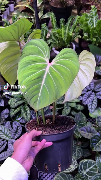 Philodendron Gloriosum💚