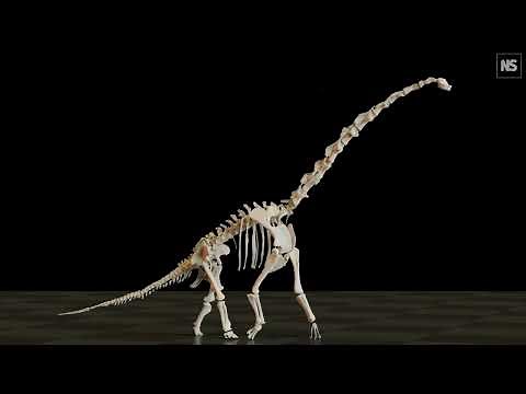 Long-necked sauropod dinosaurs had unusual way of walking