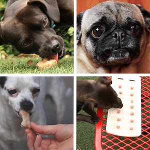 12 easy recipes for your dog! | BuzzFeed Animals