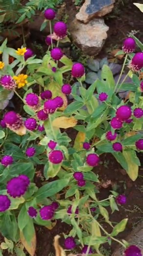 From our garden💥Globe amaranth flower💫please subscribe, like, share 🙏