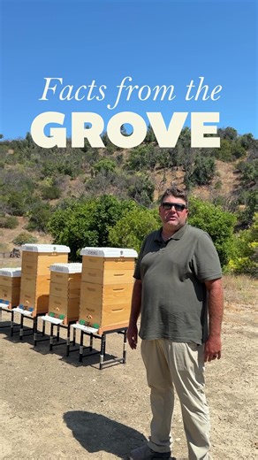 Pollination Benefits of Honeybees in Avocado Farming