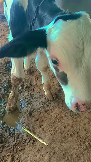 #cow video||nice 👍 video|||#trending #viral #youtubeshorts