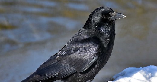 Corbeau vs Corneille : voici les caractéristiques qui les différencient !