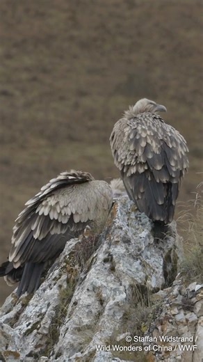 Did you know vultures are nature’s clean-up crew? 🫱🏻‍🫲🏽 These iconic birds help keep ecosystems healthy by clearing carcasses and preventing the spread of disease. Ever seen one in the wild? | WWF