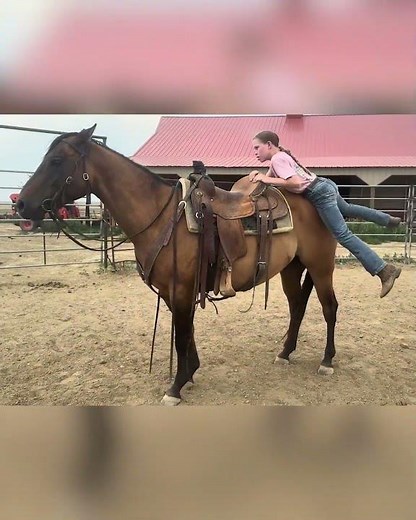 Dun Quarter Horse Gelding for Sale 💎 #horsesforsale #quarterhorse