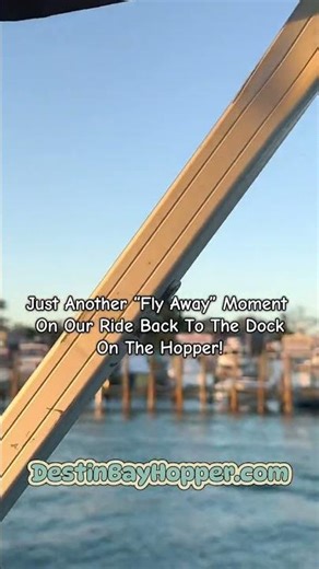 Zip Line at HarborWalk Adventures | View from the Hopper