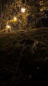 #husky #бесячийриелтор