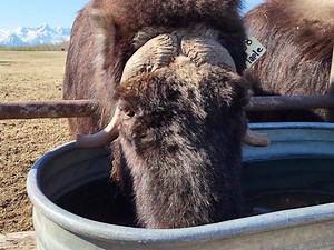 1.5K views · 213 reactions | Happy #muskoxmonday! Here's Maple enjoying the water with a guest appearance from Madison. #muskoxfarm #muskox #alaska #farmlife #maple #madison #spring | The Musk Ox Farm | Facebook