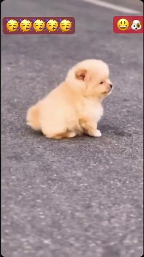 #puppy #cute #pets #funny #dog #puppydog #youtubeshorts #shortvideo #trending #viral